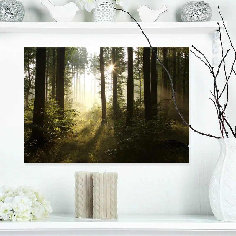 " Early Morning Sun In Misty Forest "