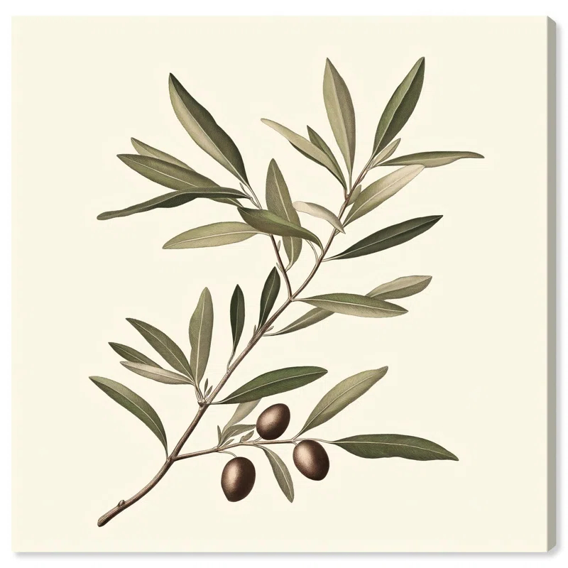 Art Remedy Olive Branch Ballet I Canvas Vintage Botanic Art by Art Remedy | Wayfair
