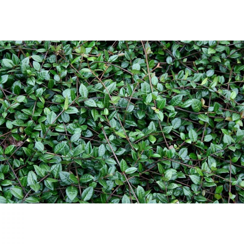 American Plant Exchange Live Flowering Minima Jasmine Plant, 6-Inch Pot