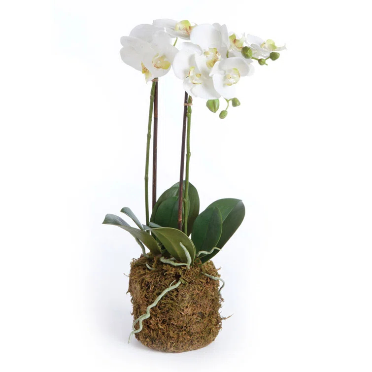 Napa Home and Garden Hand-crafted Phalaenopsis Orchid 30 inch Tall Drop-In