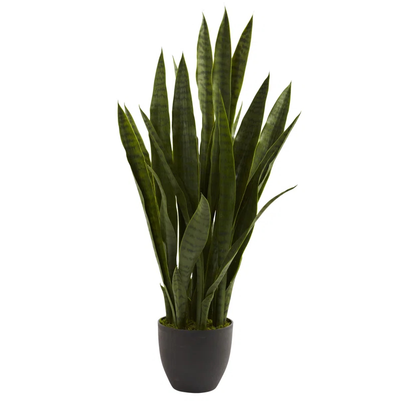 Primrue Sansevieria with Black Planter
