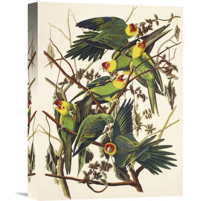 Global Gallery " Carolina Parrot "