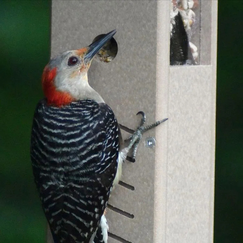 Birds Choice Hanging Hopper Bird Feeder