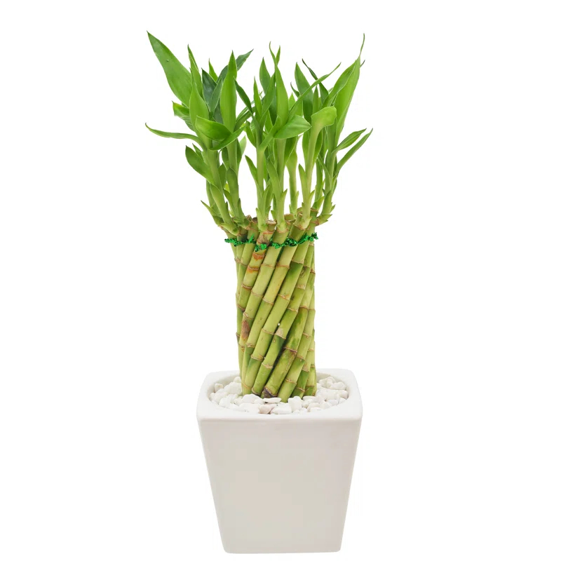 Arcadia Garden Products Arcadia Garden Products Carolina Live Bamboo Plant in Ceramic Planter