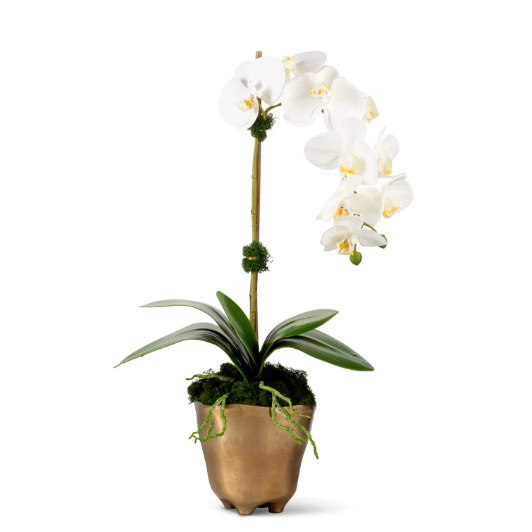 CocoBella Orchid Polyethylene (PE) Orchid Arrangement in Vase