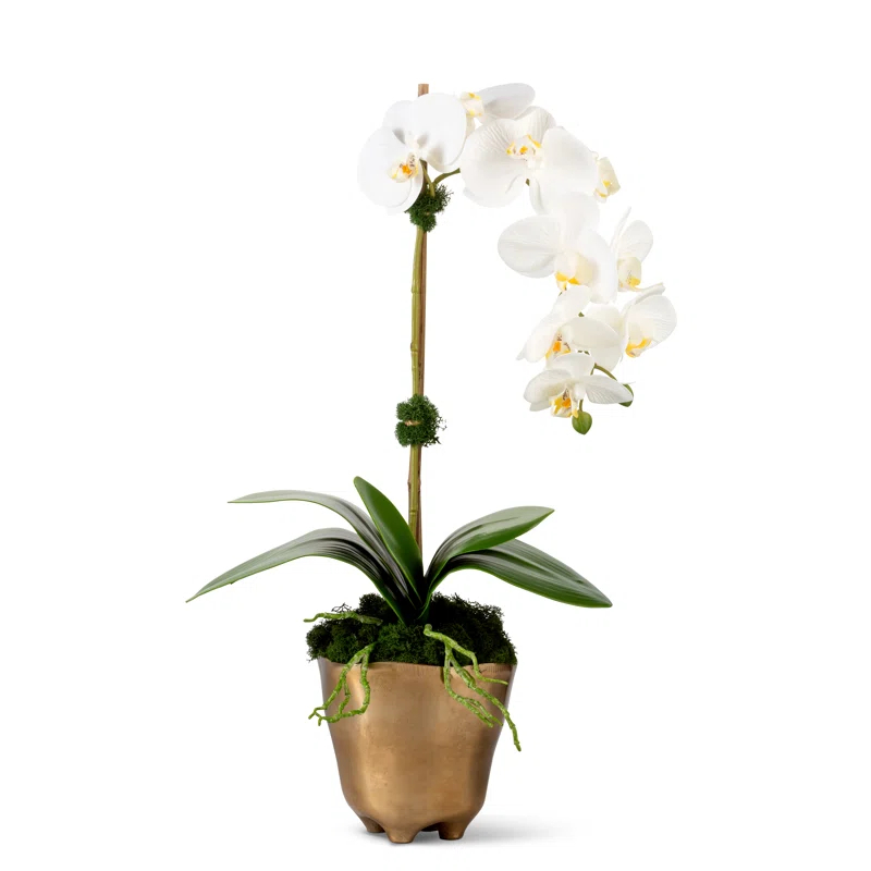 CocoBella Orchid Polyethylene (PE) Orchid Arrangement in Vase