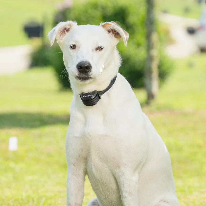 PetSafe® Stay & Play® Wireless Fence Replaceable Battery Receiver Collar