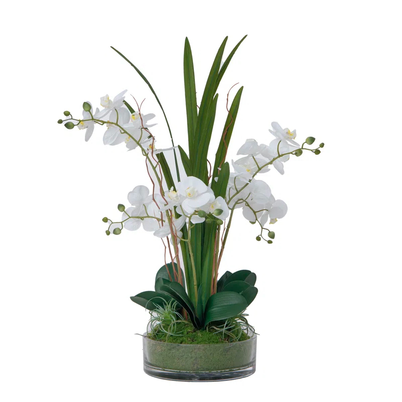 Fiori Sempre 29.5" White Orchid Arrangement in a Glass Vase| Real Touch White Moth Phalaenopsis Orchids by Fiori Sempre