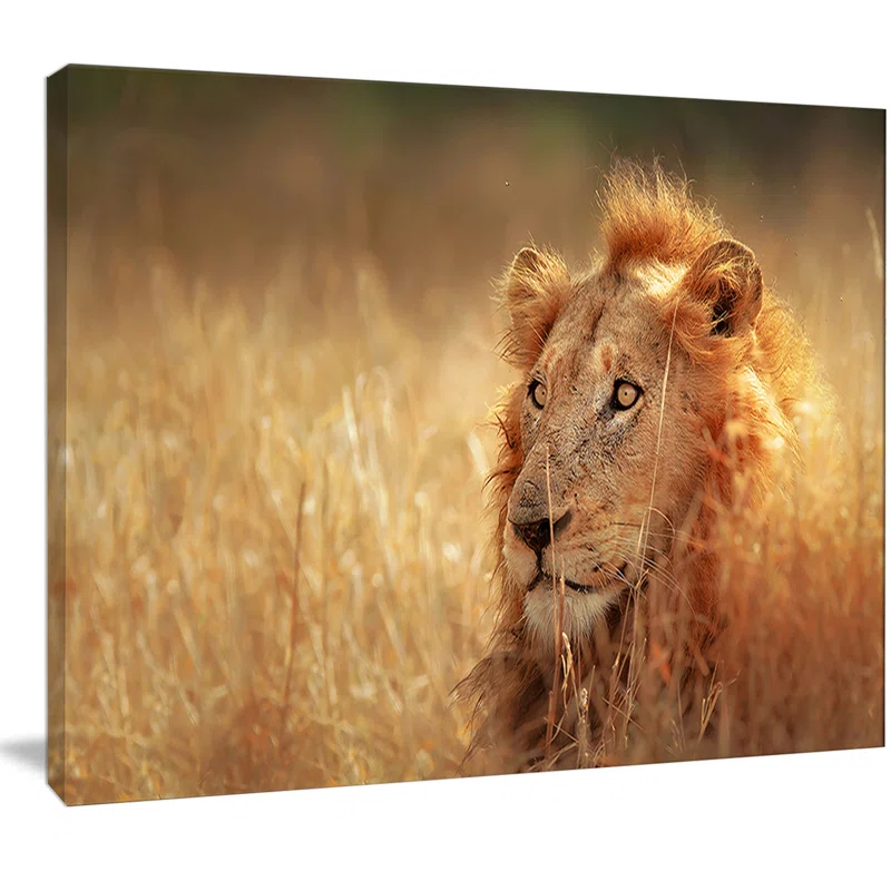 Design Art " Relaxing Lion In Grassland "