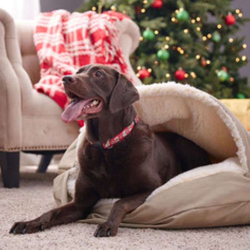 Snoozer Orthopedic Cozy Cave Nesting Pet Bed