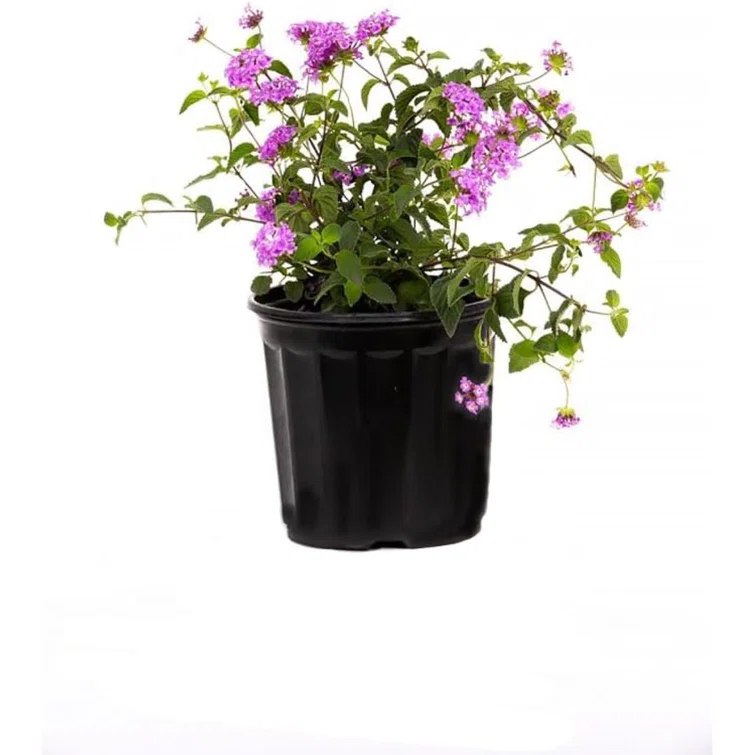 American Plant Exchange American Plant Exchange Lantana Lavender, 6-Inch Pot, Drought Tolerant Live Plant, Purple Cluster Flowers