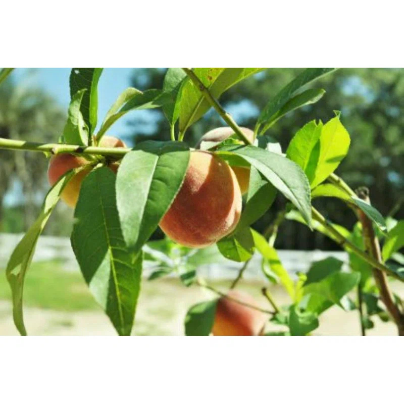 American Plant Exchange Fruit Trees Belle of Georgia Peach Outdoor Landscape Tree, Live Large 5-Gallon Pot