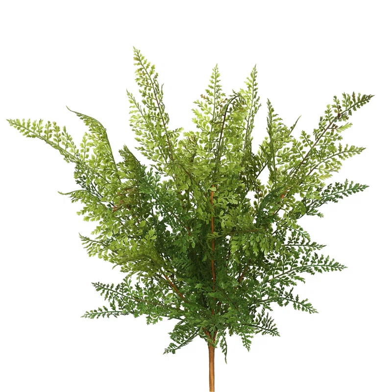 Millwood Pines Fern Bush
