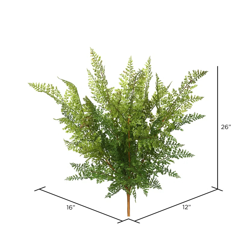 Millwood Pines Fern Bush