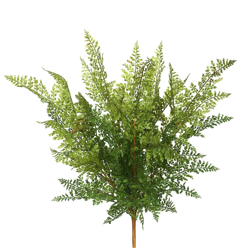 Millwood Pines Fern Bush