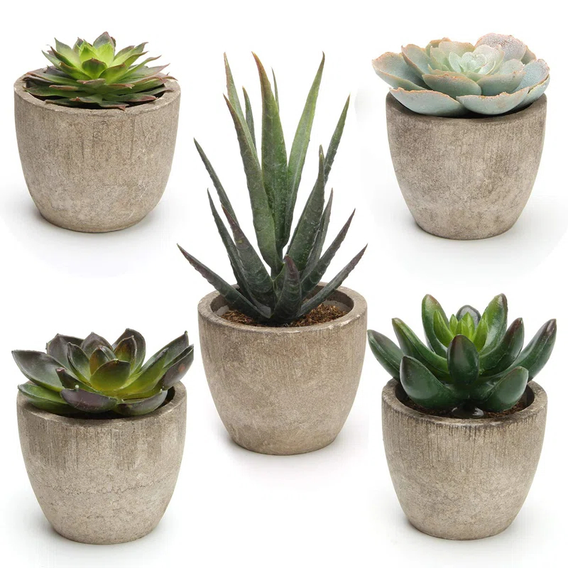 Primrue Artificial Succulent Plants Potted, Assorted Decorative Faux Succulent Potted Fake Cactus Cacti Plants With Pots, Set Of 5