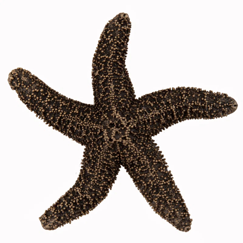 Acorn Natural Starfish Cabinet Knob