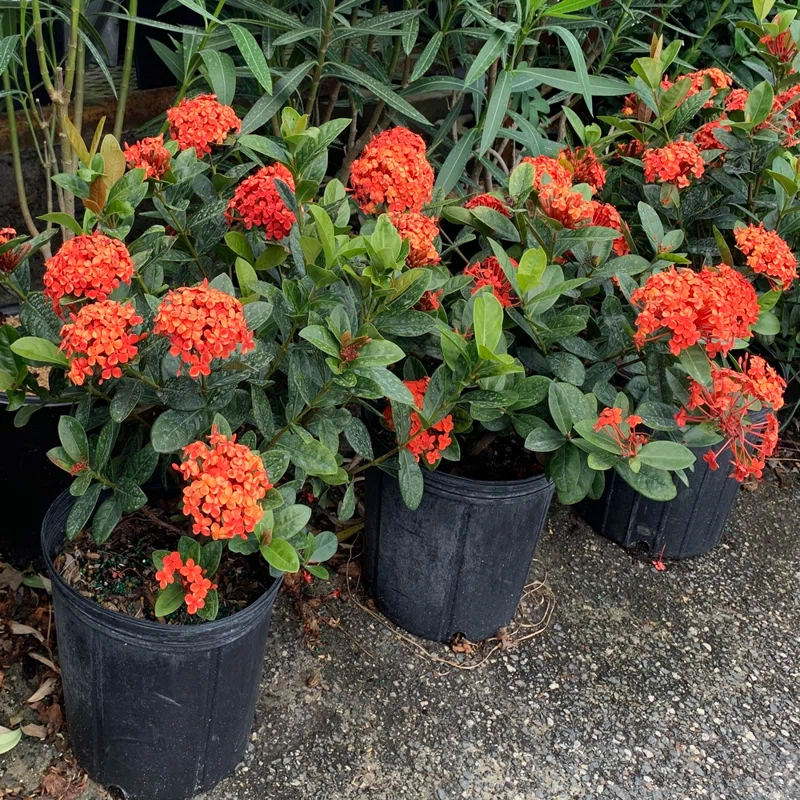 OnlinePlantCenter Live Flowering Plant in Pot