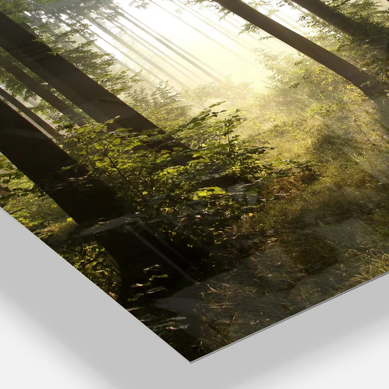 " Early Morning Sun In Misty Forest "