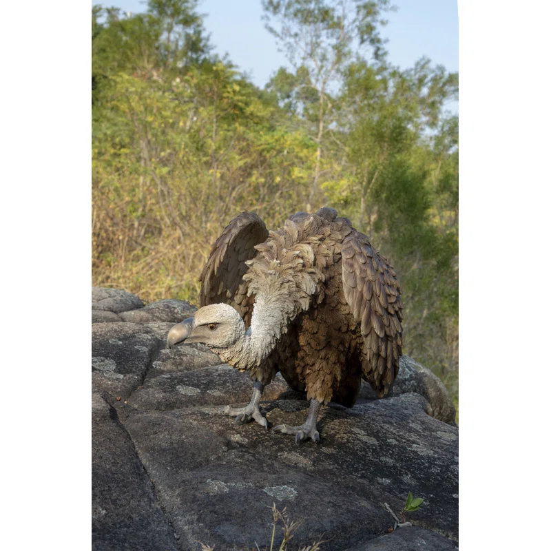 Hi-Line Gift Ltd. Medium Vulture