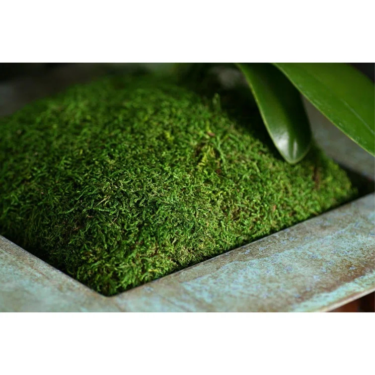 Super Moss 10'' Pine Grass