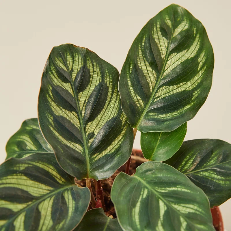 House Plant Shop House Plant Shop Live Foliage Plant
