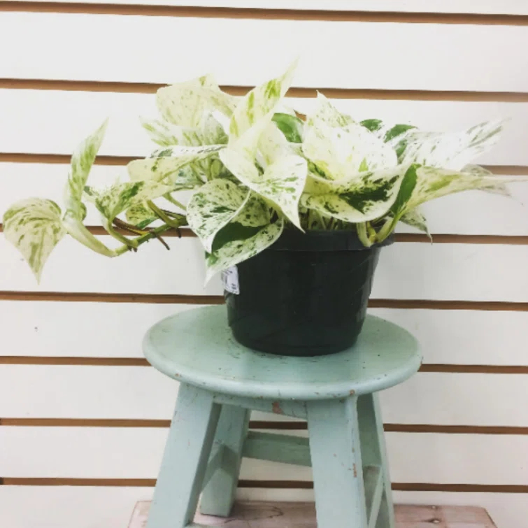 American Plant Exchange American Plant Exchange Marble Queen Pothos, 6-Inch Pot, Live Vining Plant, Easy Care Houseplant for Home & Garden