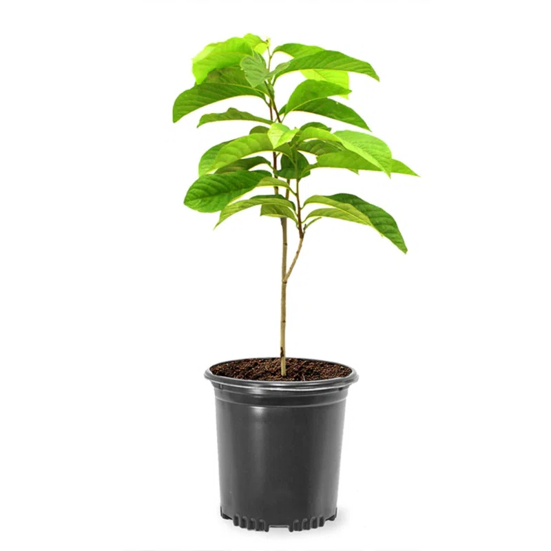 American Plant Exchange Fruit Trees Paw Paw Tree, Live Outdoor Landscape Plant, 1-Gallon Pot