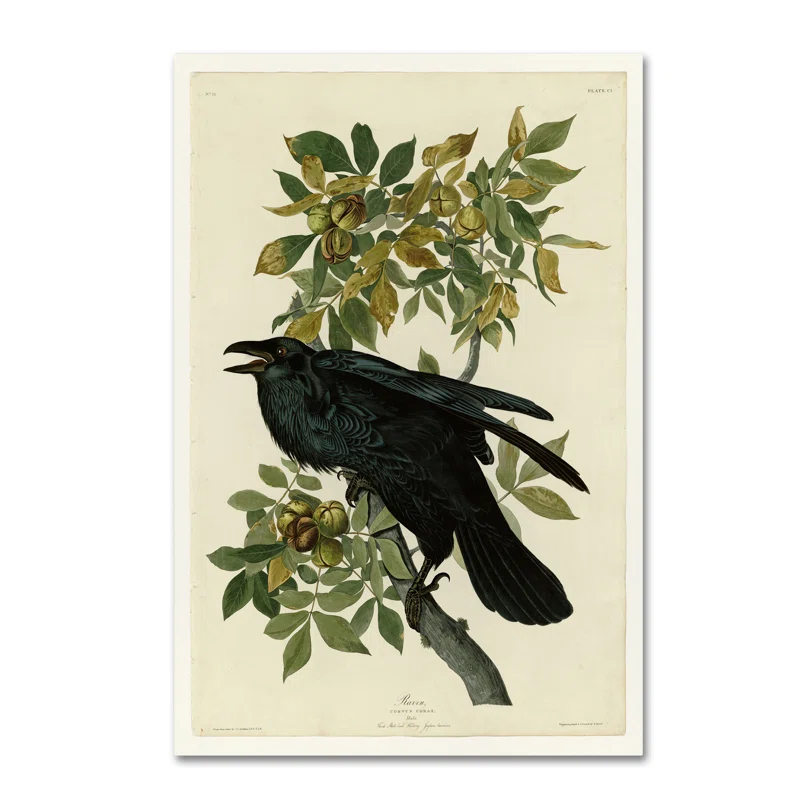 Vault W Artwork " Ravenplate 101 " by John Audubon