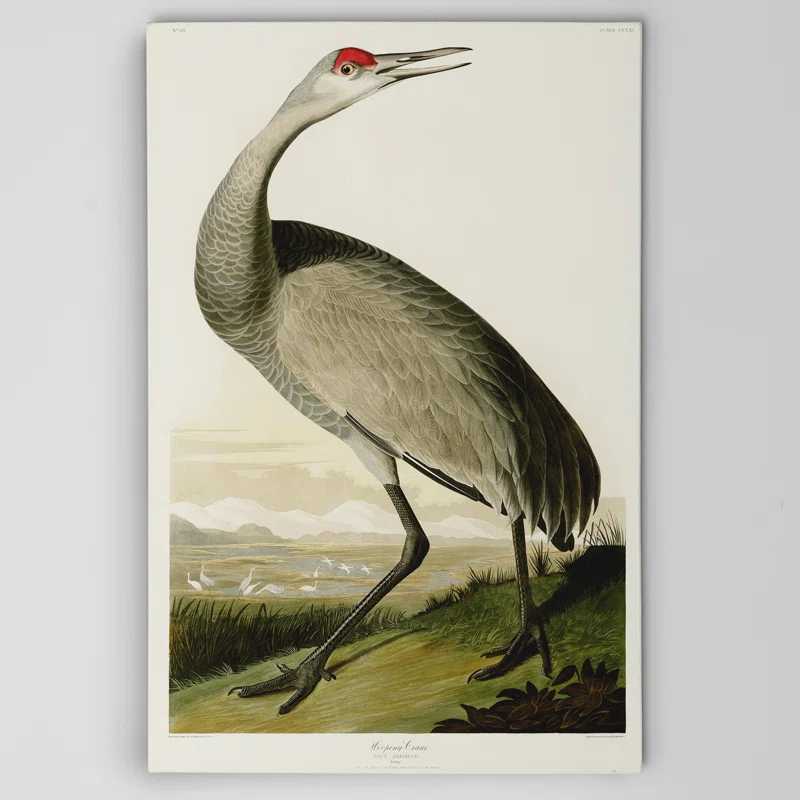 Vault W Artwork " Whooping Crane " by John Audubon