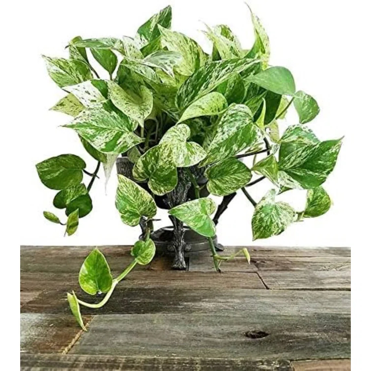 American Plant Exchange American Plant Exchange Marble Queen Pothos, 6-Inch Pot, Live Vining Plant, Easy Care Houseplant for Home & Garden