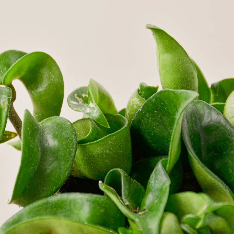 House Plant Shop House Plant Shop Live Foliage Plant