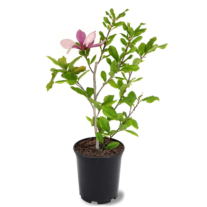 American Plant Exchange Flowering Trees Live Magnolia Alexandrina Tree, 1-Gallon Pot