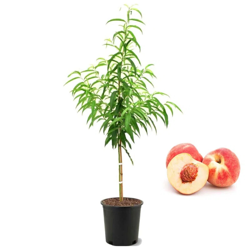 American Plant Exchange Fruit Trees Belle of Georgia Peach Outdoor Landscape Tree, Live Large 5-Gallon Pot