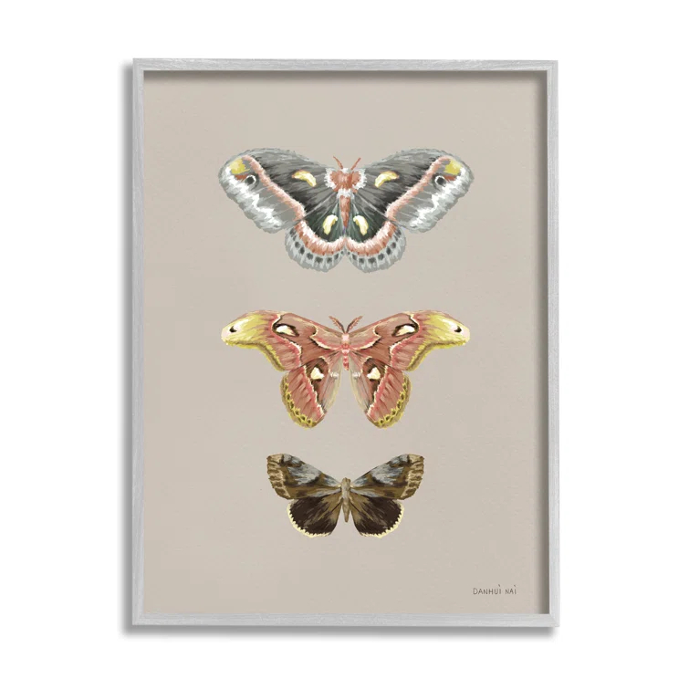 Stupell Industries " Vintage Moth Specimens " by Danhui Nai