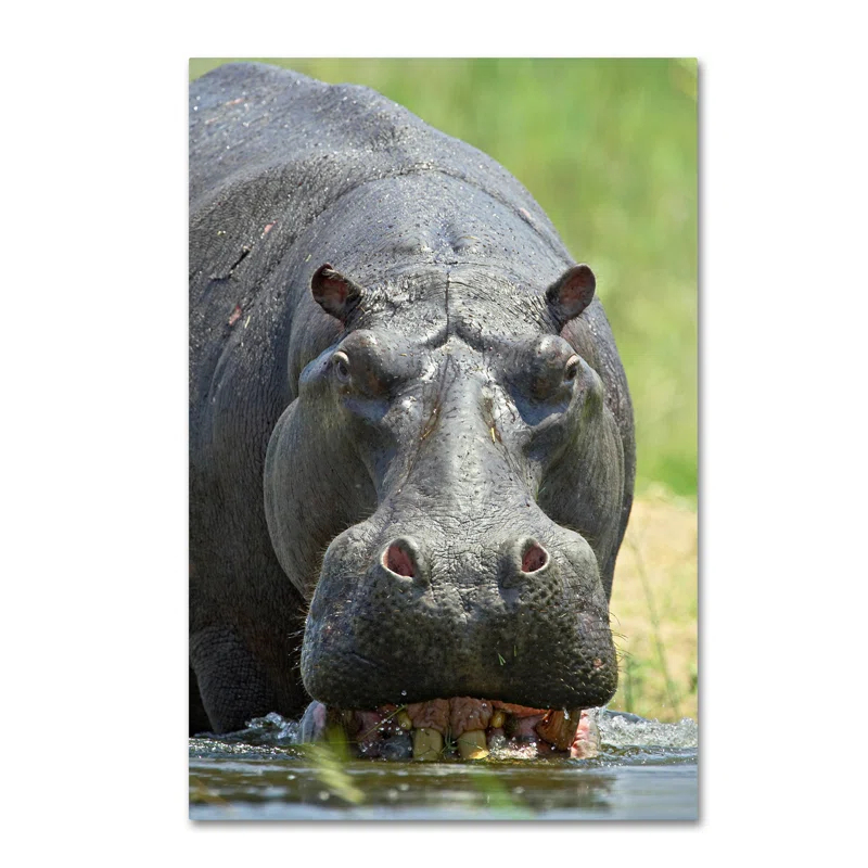 Trademark Fine Art Robert Harding Picture Library " Hippo " by Robert Harding Picture Library