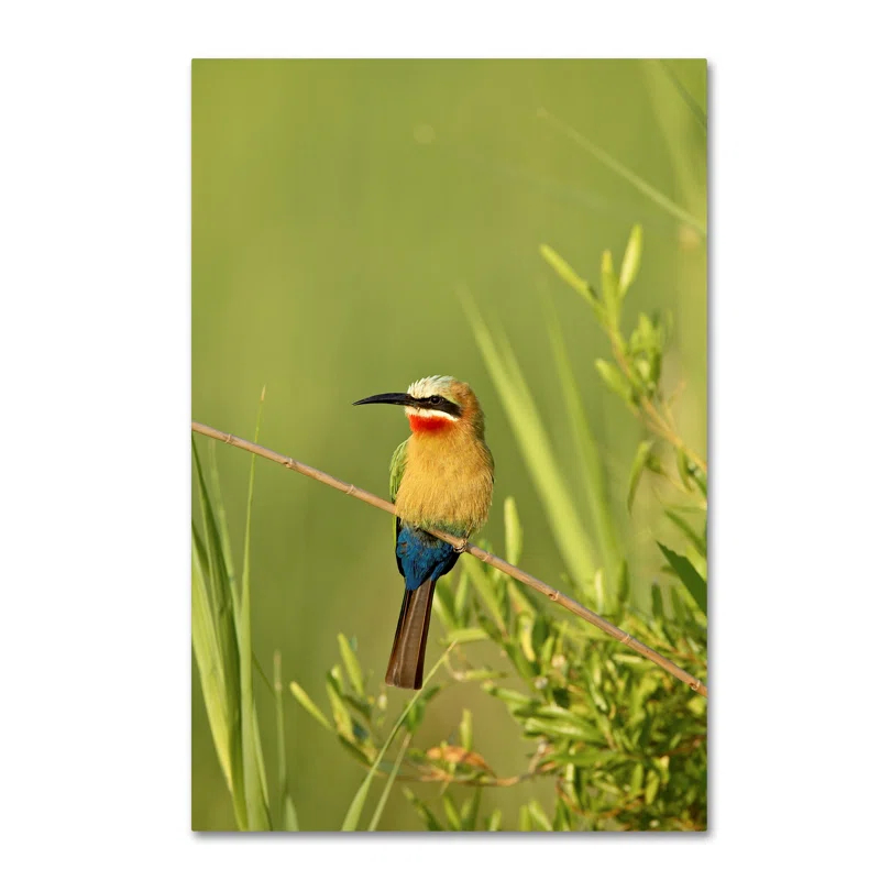 Trademark Fine Art Robert Harding Picture Library " Colorful Birds " by Robert Harding Picture Library