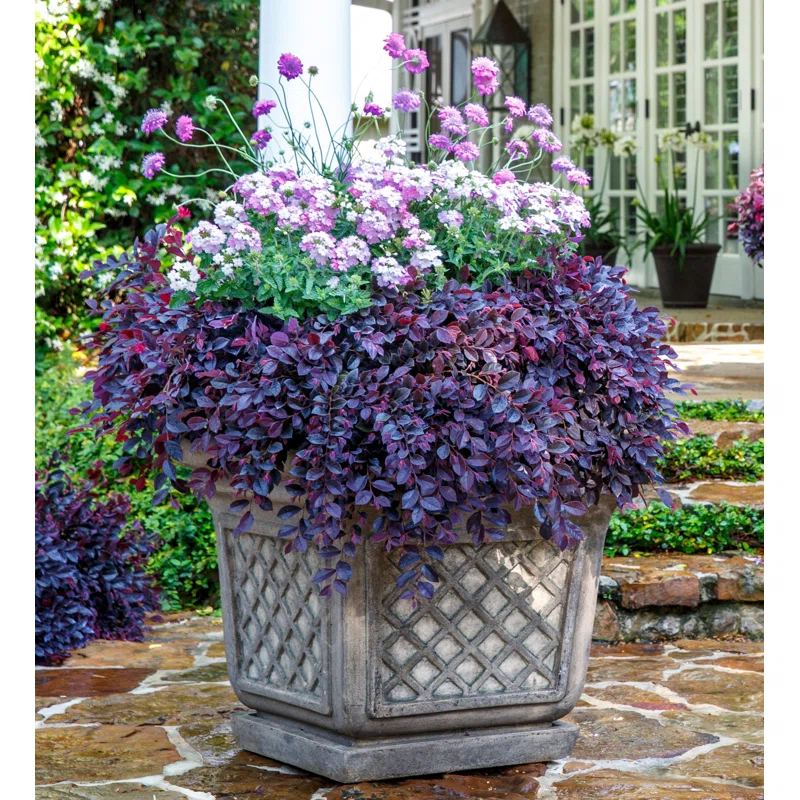 Southern Living Plant Collection 2.5 Qt. Purple Daydream Dwarf Loropetalum - Flowering Evergreen Shrub with Purple Foliage