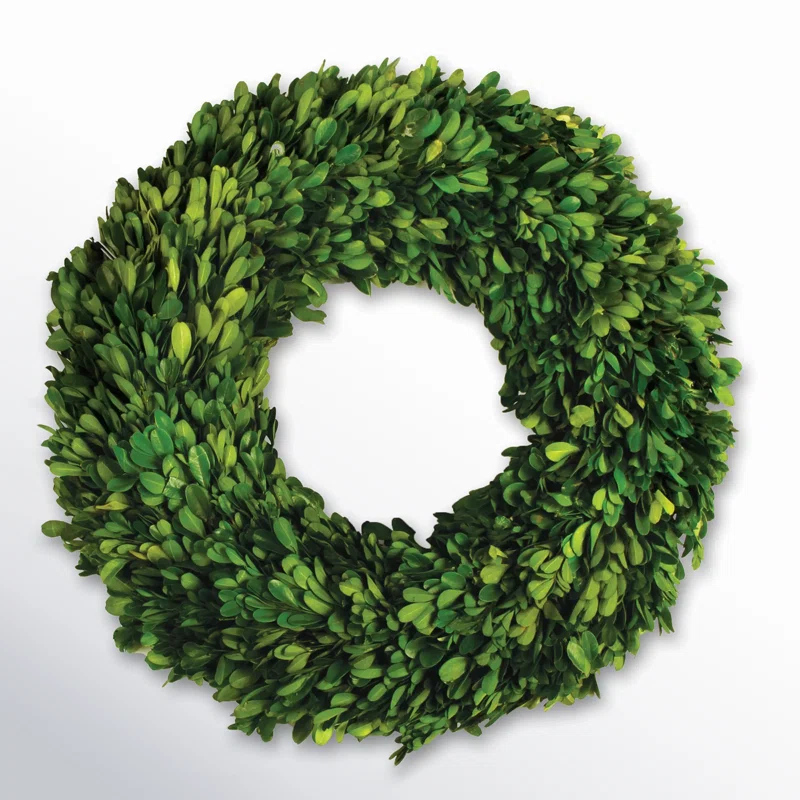 Birch Lane™ Alby Preserved Boxwood Real Greenery Wreath