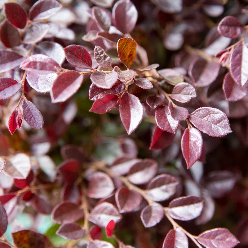 Southern Living Plant Collection 2.5 Qt. Purple Daydream Dwarf Loropetalum - Flowering Evergreen Shrub with Purple Foliage