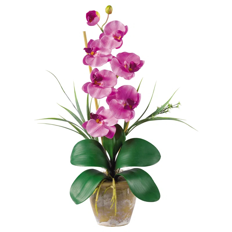 Primrue Orchid Arrangement in Pot