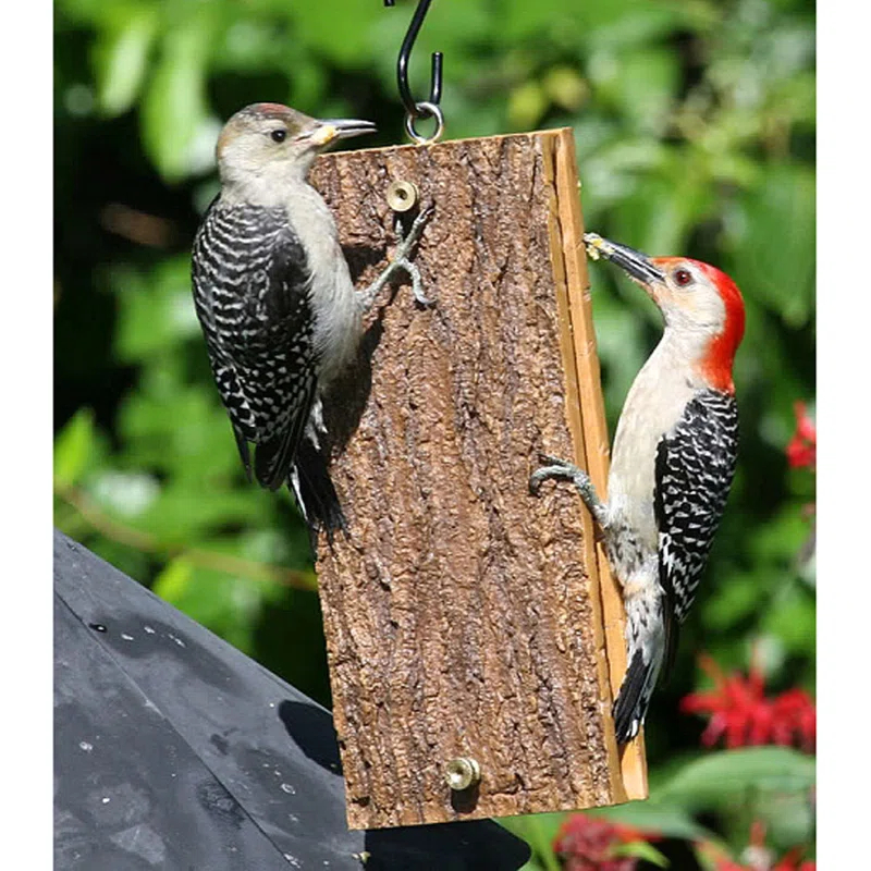 Birds Choice Spreadable Suet Feeder for Woodpeckers