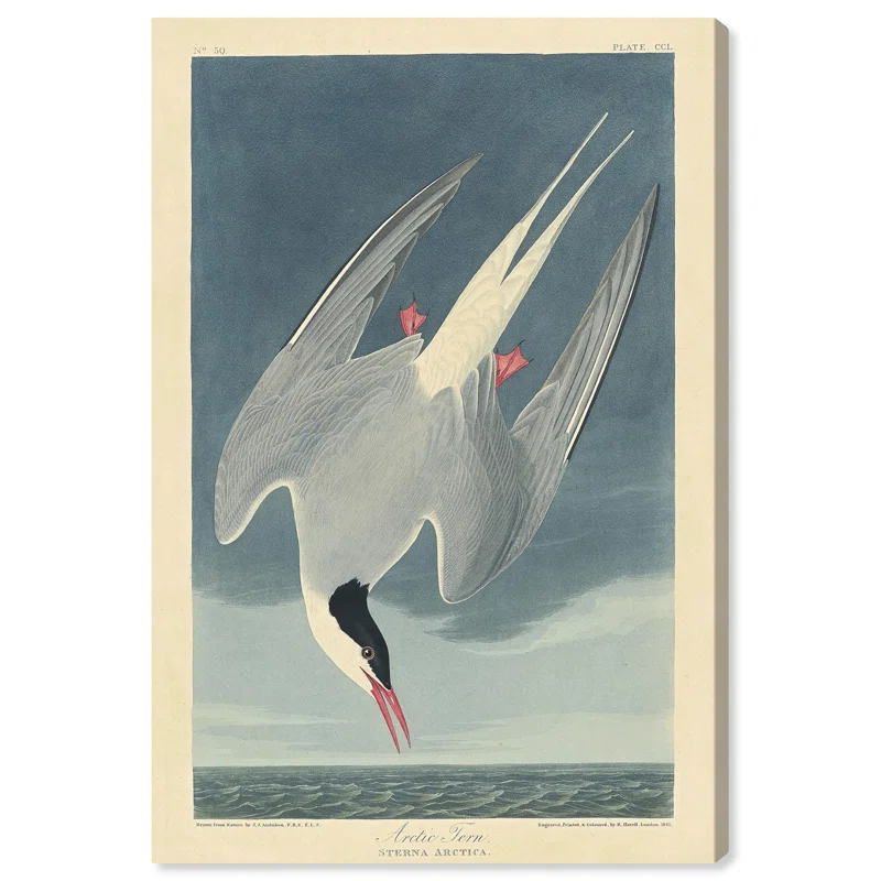 Art Remedy Arctic Tern Canvas Retro Japanese Art Prints by Art Remedy