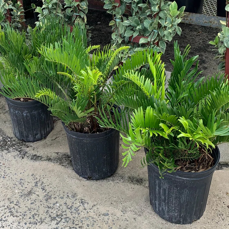 OnlinePlantCenter OnlinePlantCenter Live Foliage Plant in Pot