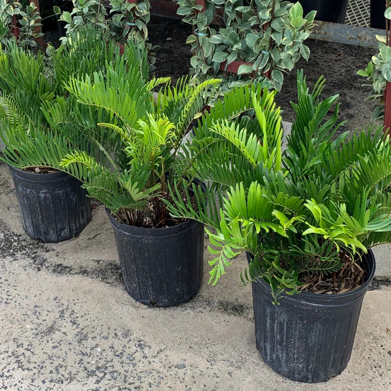 OnlinePlantCenter OnlinePlantCenter Live Foliage Plant in Pot