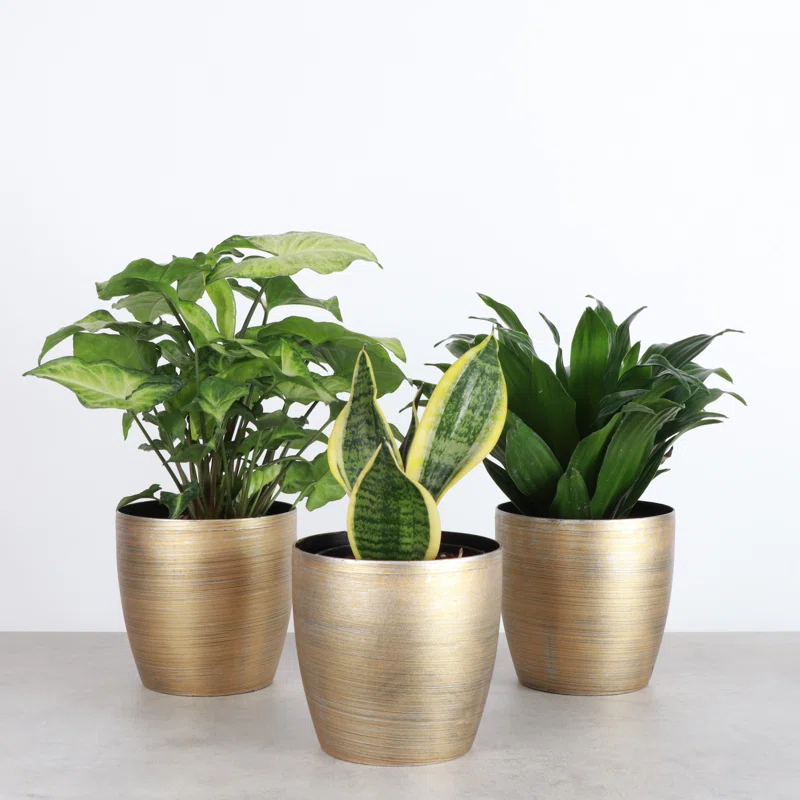 Thorsen's Greenhouse Live Low Light Houseplant Set of 3