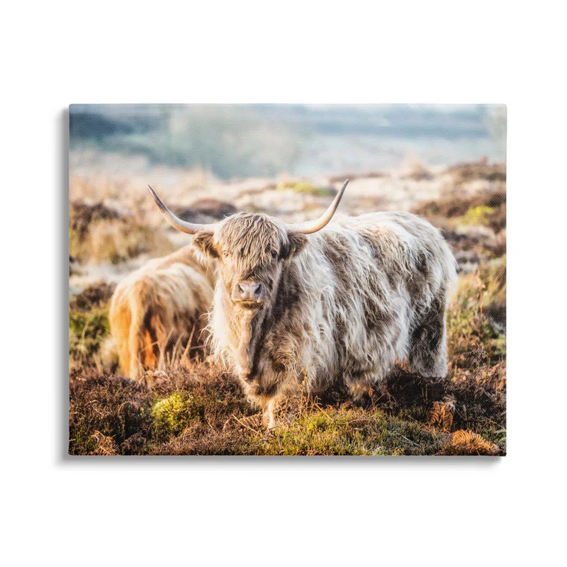 Stupell Industries " Pleasant Highland Cattle Grazing Mossy Pasture At Dawn " by James Dobson