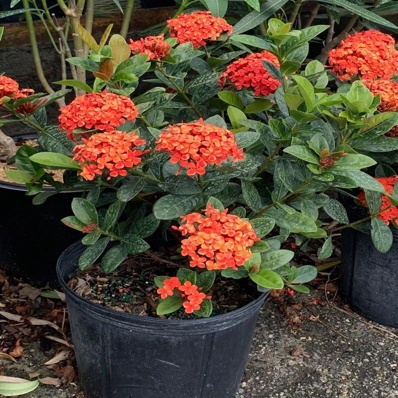 OnlinePlantCenter Live Flowering Plant in Pot