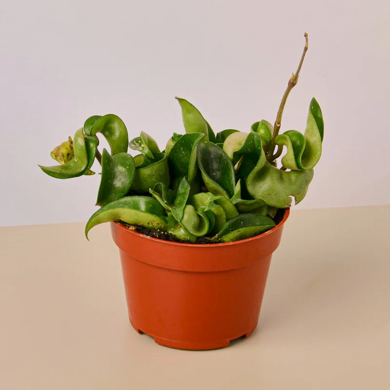House Plant Shop House Plant Shop Live Foliage Plant