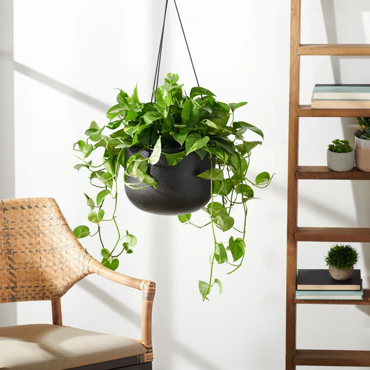 McGrath Hanging Planter